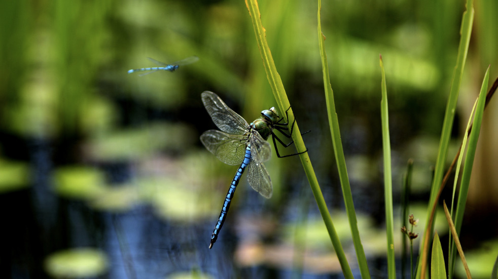 Wildlife spotting guide South Wales